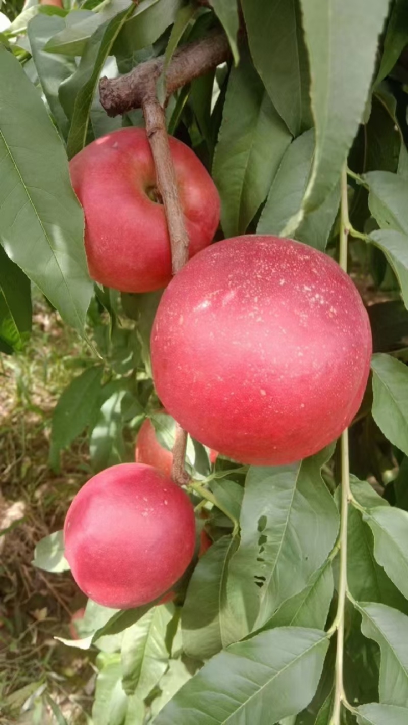 珍珠枣油桃3号5号产区供货珍珠枣蜜桃现货供应欢迎采购