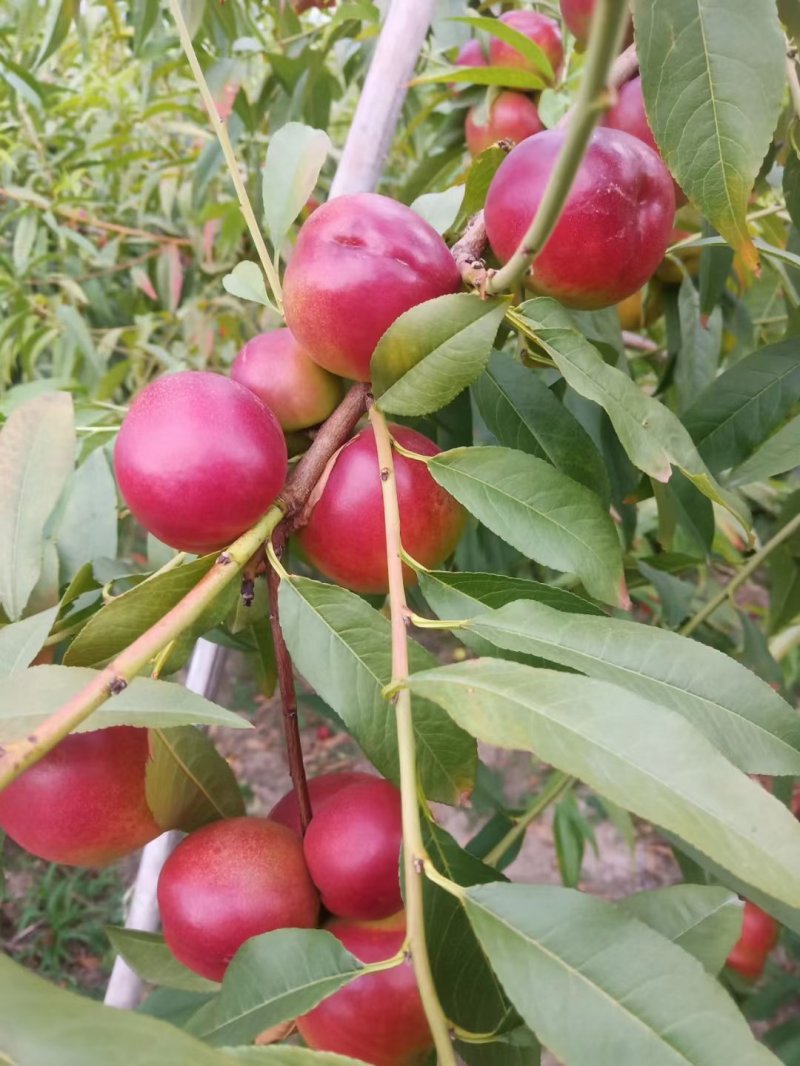 珍珠枣油桃3号5号产区供货珍珠枣蜜桃现货供应欢迎采购