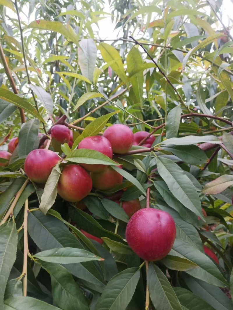 珍珠枣油桃3号5号产区供货珍珠枣蜜桃现货供应欢迎采购