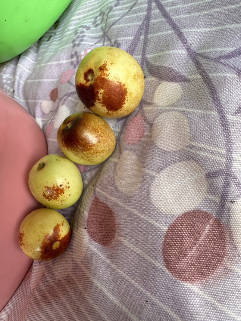 大荔冬枣原产地精品冬枣规格齐全一条龙服务欢迎品尝