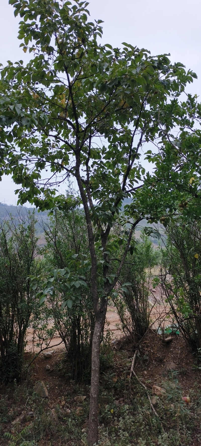 苗圃出售5/60柿子树，自产自销，诚信经营