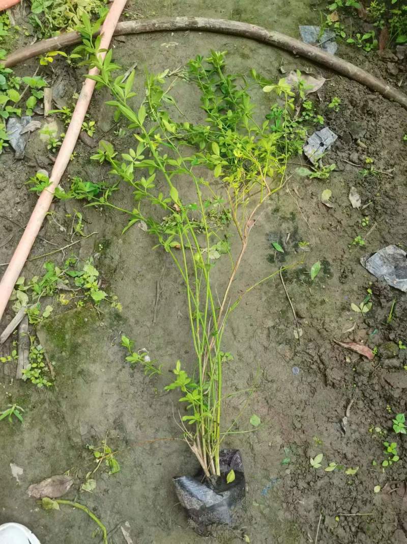 迎春花、云南黄馨迎春花、12杯迎春花、16杯迎春花