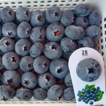 山东蓝莓L25F6L11大量上市全国发货