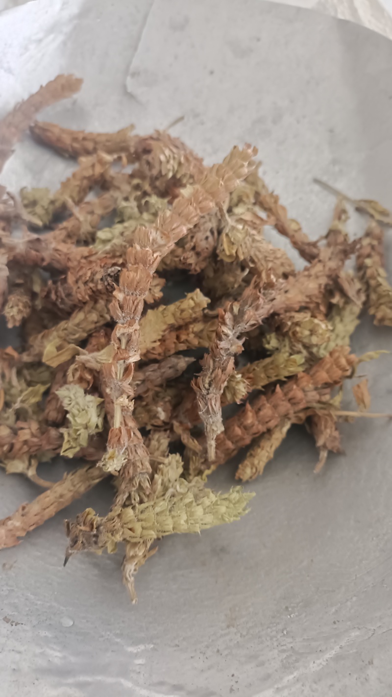 夏枯球，新货无杆，产量直发，大货供应，量大从优