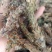 夏枯球，新货无杆，产量直发，大货供应，量大从优