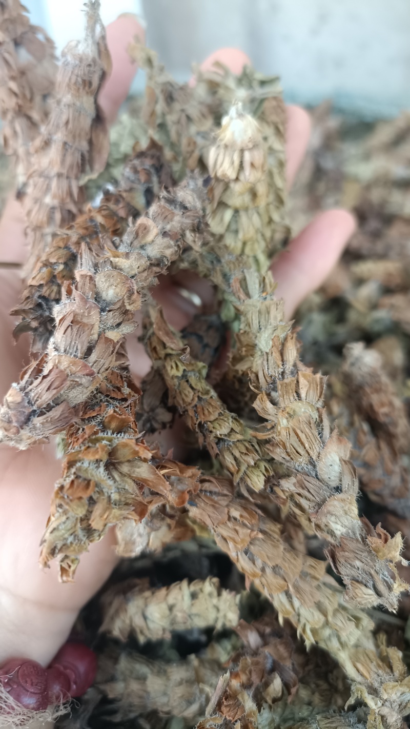 夏枯球，新货无杆，产量直发，大货供应，量大从优