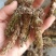 夏枯球，新货无杆，产量直发，大货供应，量大从优