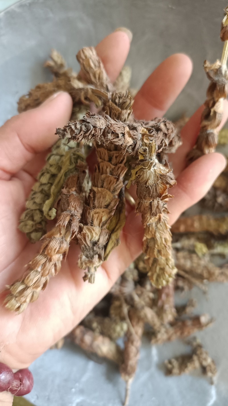 夏枯球，新货无杆，产量直发，大货供应，量大从优