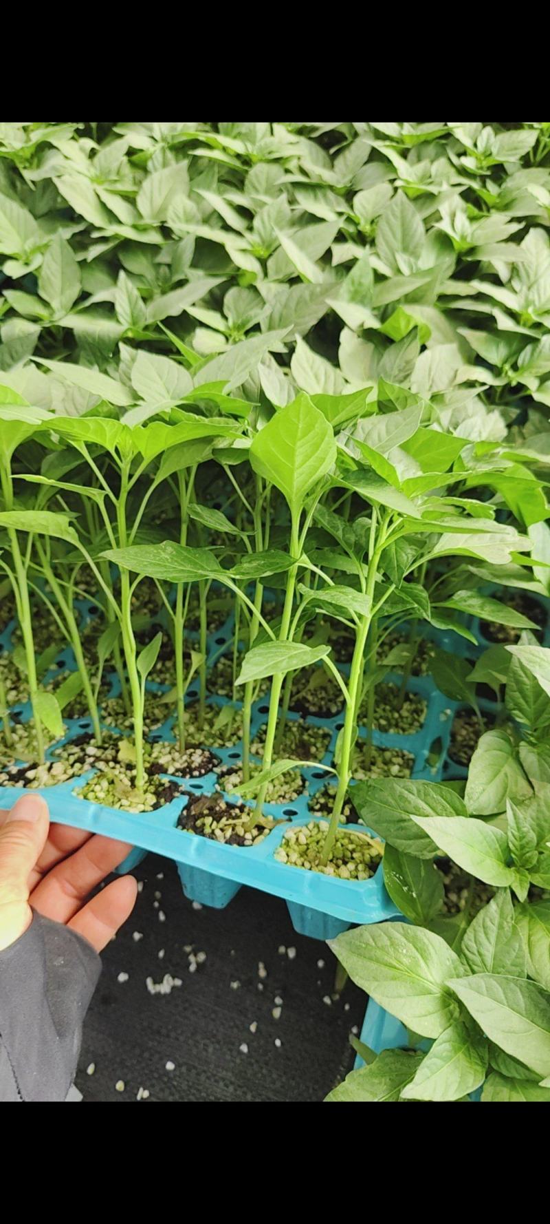 大黄线椒苗