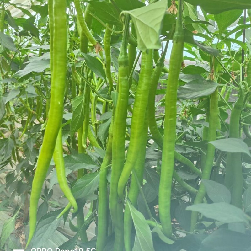 大黄线椒苗