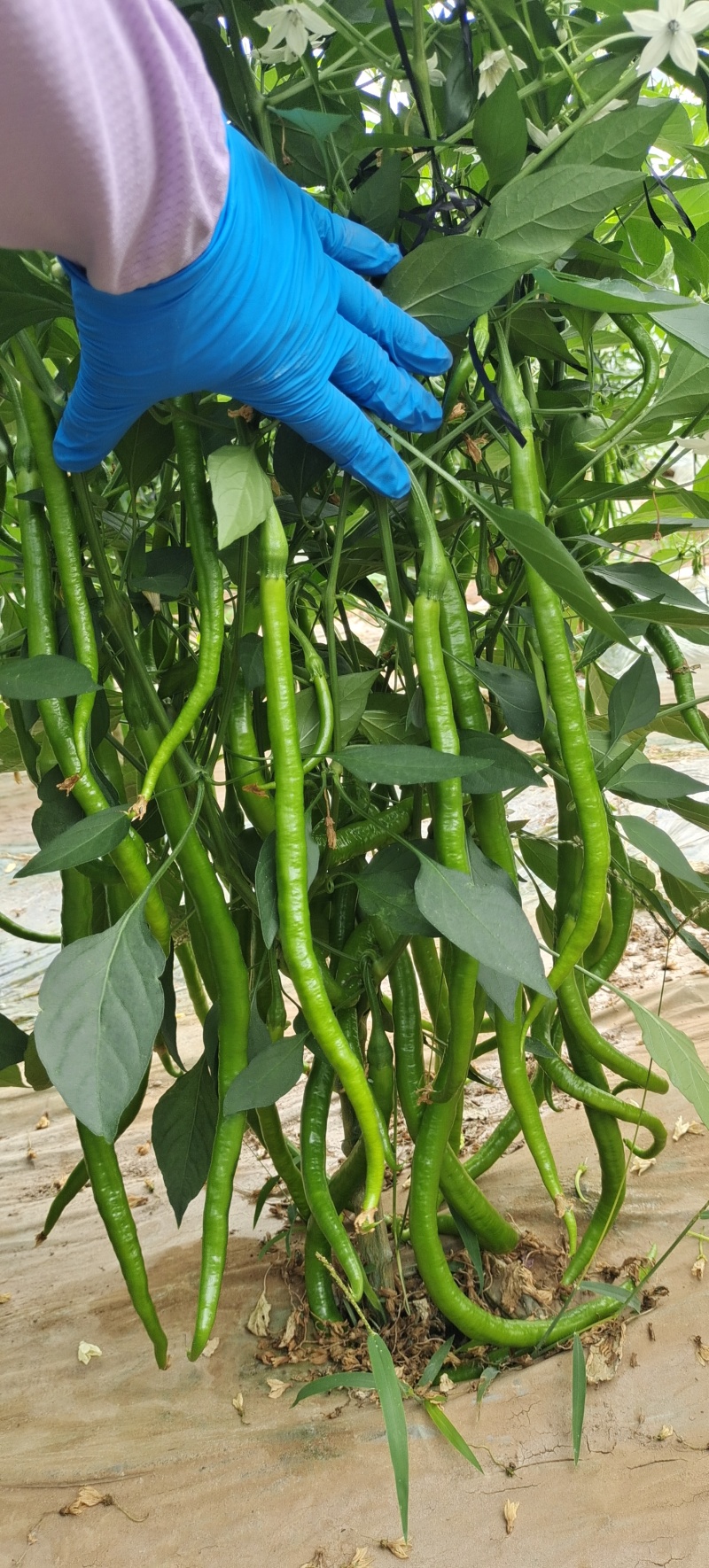 大黄线椒苗