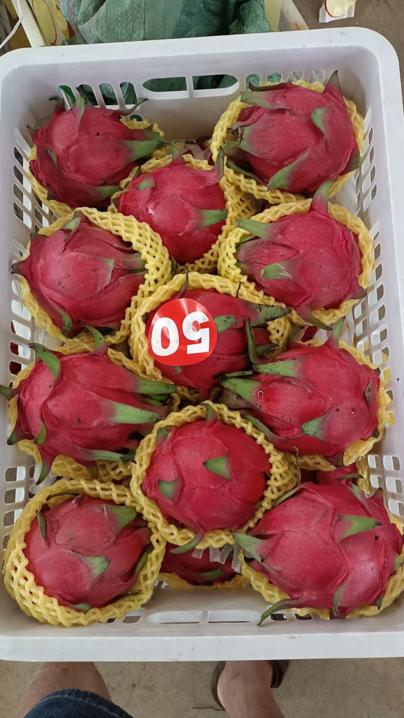 红心火龙果