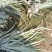 金钻17号凤梨苗，广东雷州大型种植基地长期稳定供应