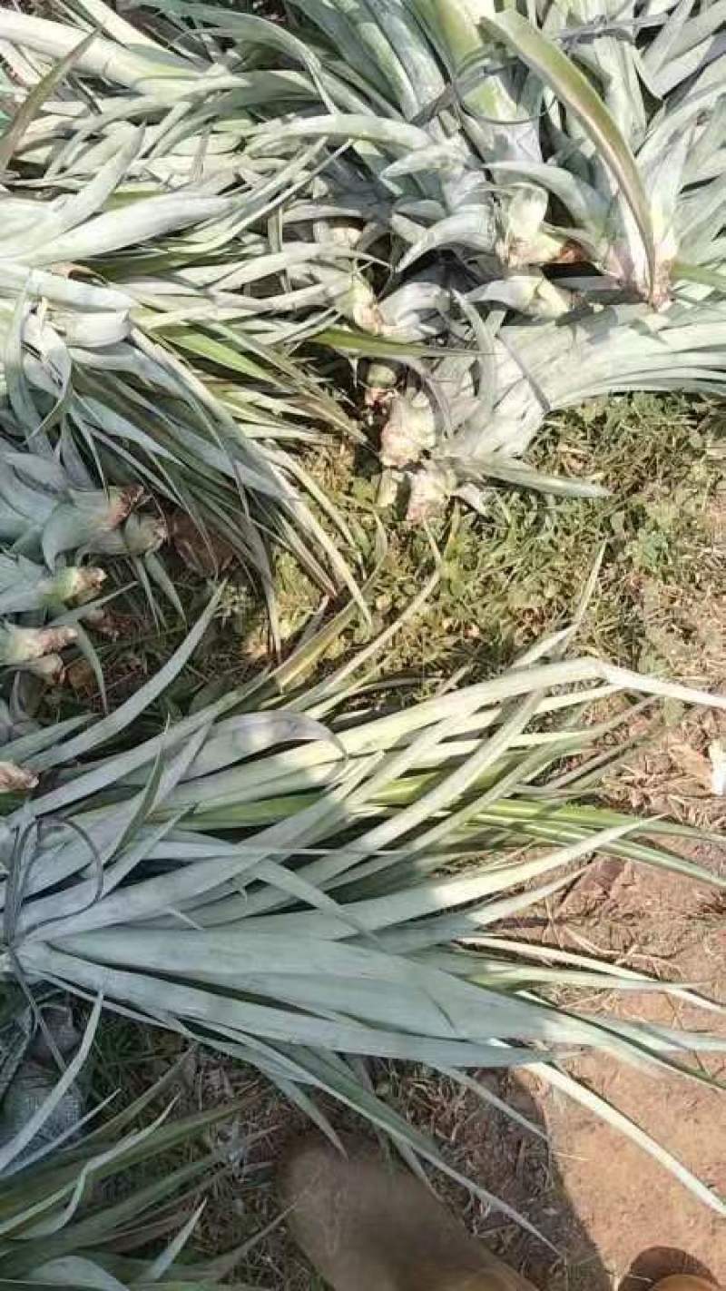 金钻17号凤梨苗，广东雷州大型种植基地长期稳定供应