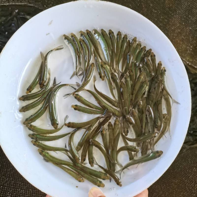 赤眼鳟鱼，一条可以做鱼生刺身的鱼。