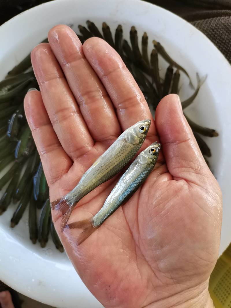 赤眼鳟鱼，一条可以做鱼生刺身的鱼。