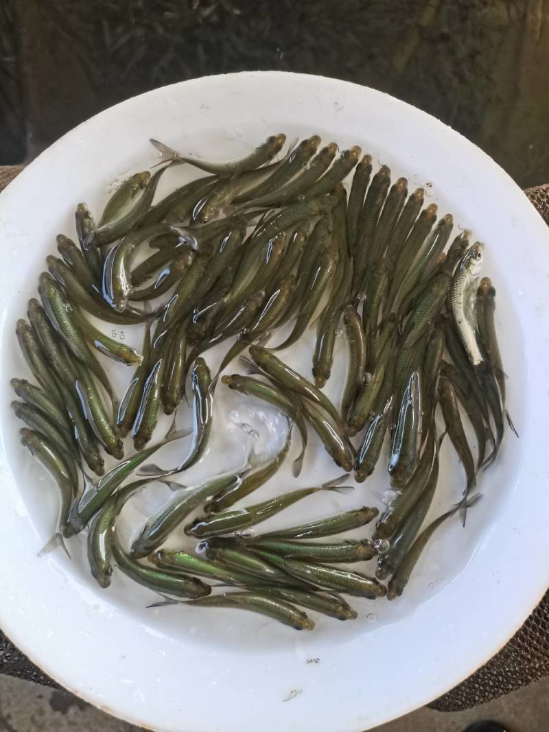 赤眼鳟鱼，一条可以做鱼生刺身的鱼。