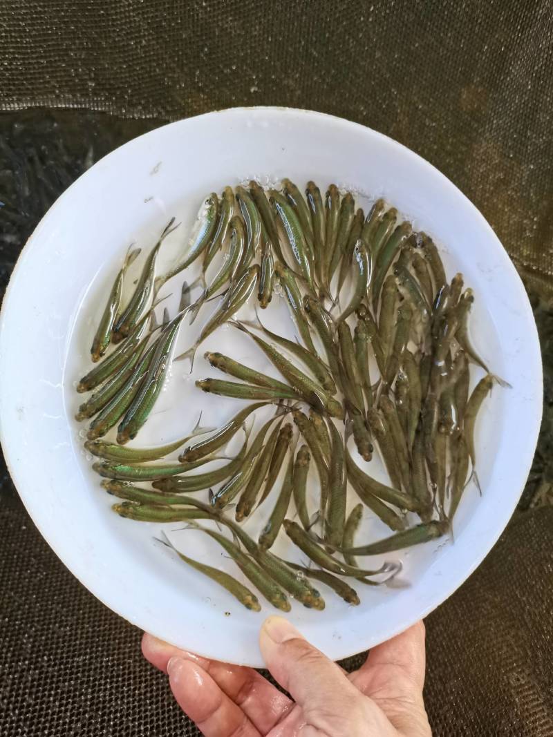 赤眼鳟鱼，一条可以做鱼生刺身的鱼。