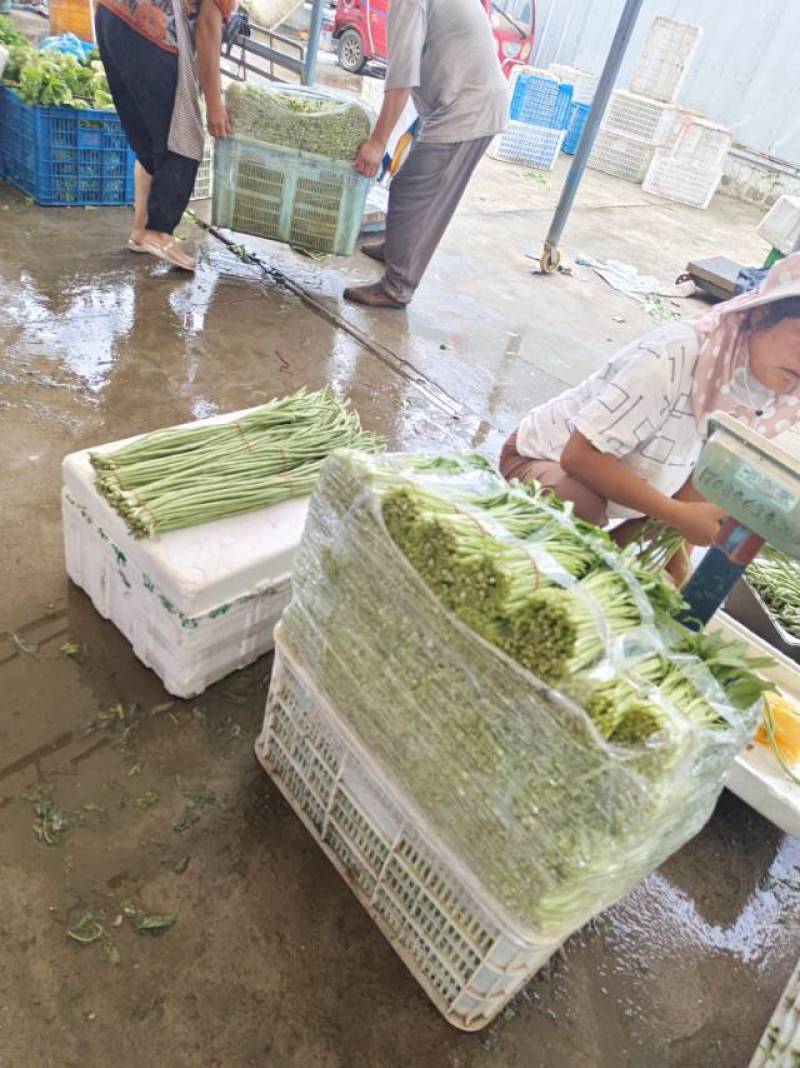 新鲜空心菜苏州吴中区临湖当地产，当天采摘。长期供货，量大。