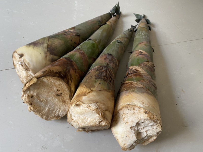 广西现挖现发新鲜野生大头竹笋麻竹笋蔬菜甜笋螺蛳粉酸笋