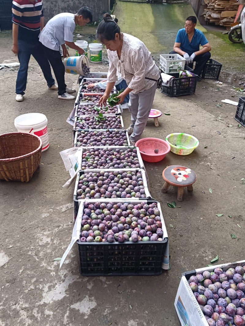 青脆红李上市了！