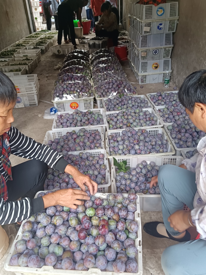 青脆红李上市了！