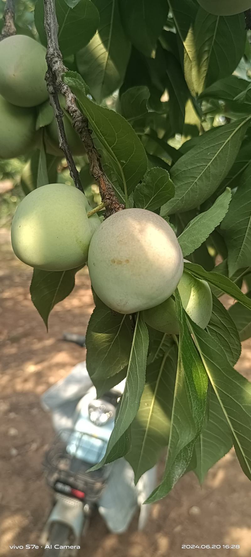 幸运李