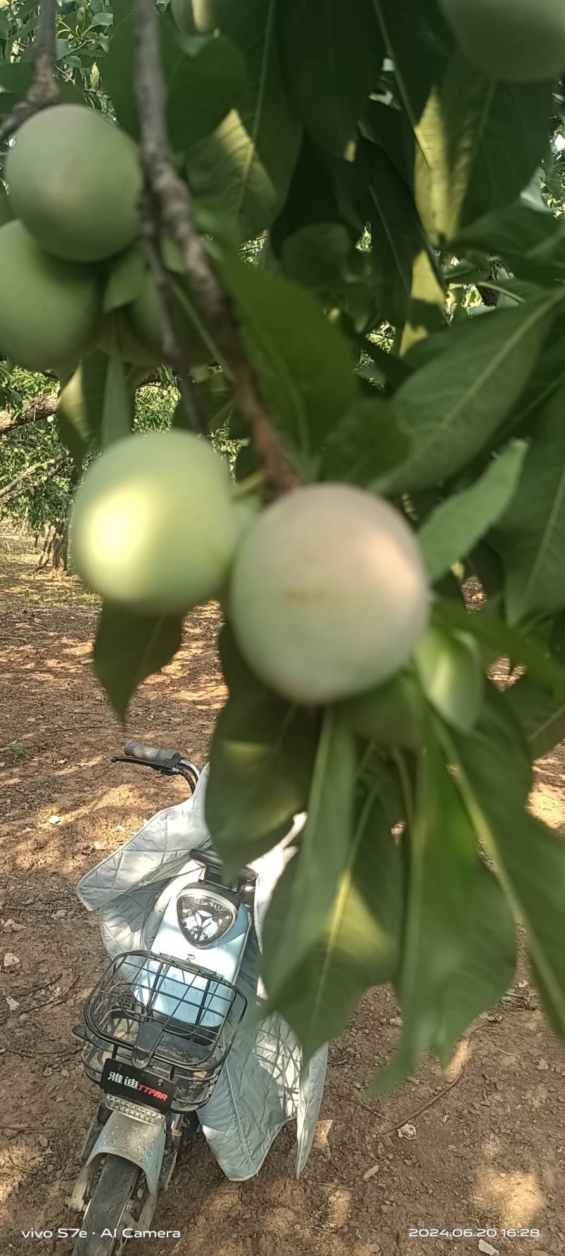 幸运李