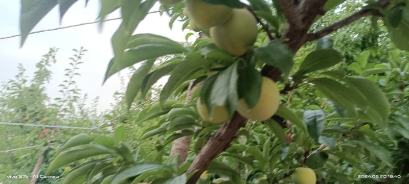幸运李