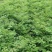 黄柏苗后除草剂加助剂除草效果好可除杂草禾阔双除