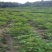黄柏苗后除草剂加助剂除草效果好可除杂草禾阔双除