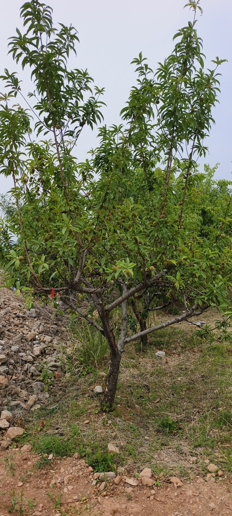 桃树，甜桃，5/30公分量大，现挖现装，诚信经营