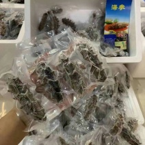 鲜食海参辽参高刺100根整箱批发