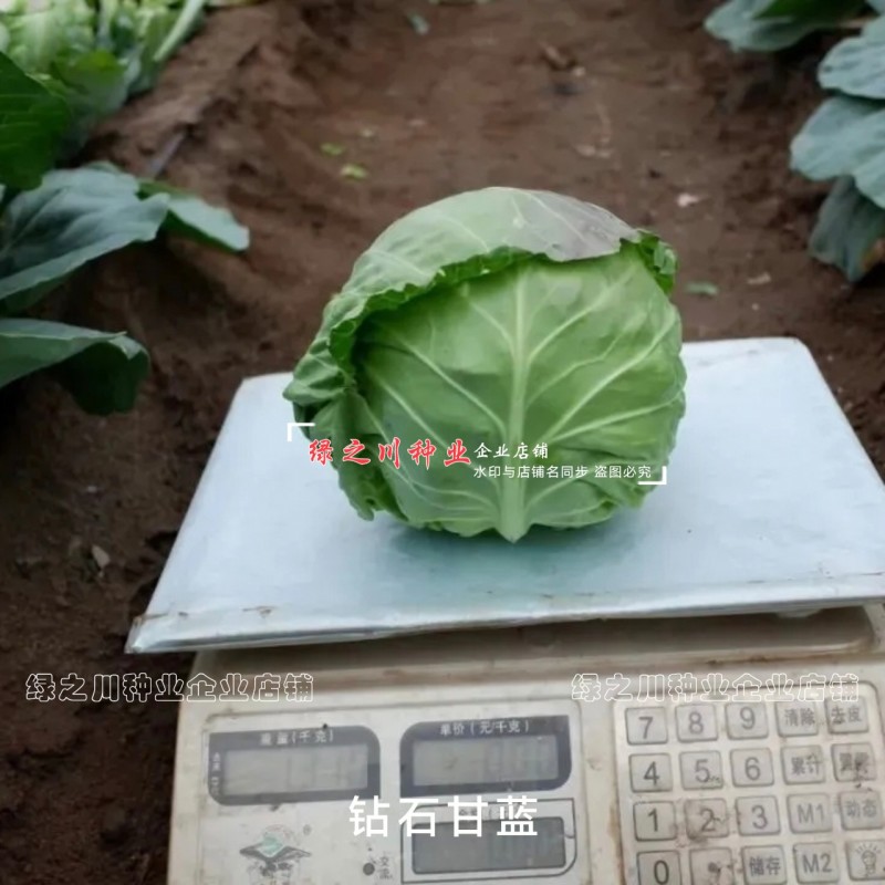 高品质抗病绿球甘蓝种钻石甘蓝种籽黄心圆包菜种子抗裂包心菜