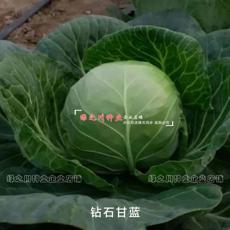 高品质抗病绿球甘蓝种钻石甘蓝种籽黄心圆包菜种子抗裂包心菜