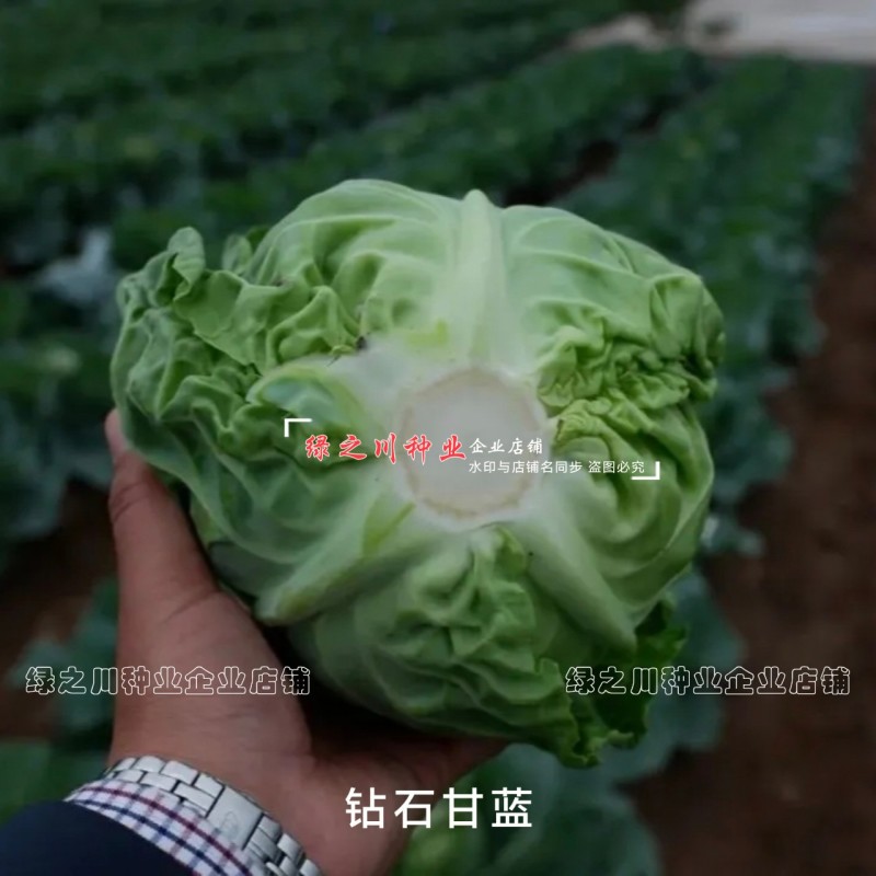 高品质抗病绿球甘蓝种钻石甘蓝种籽黄心圆包菜种子抗裂包心菜