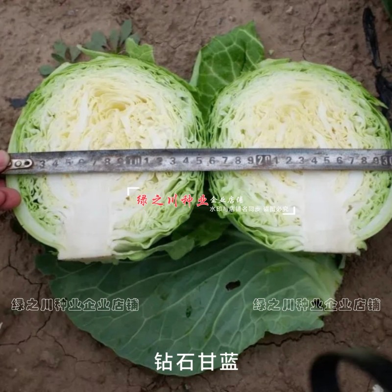 高品质抗病绿球甘蓝种钻石甘蓝种籽黄心圆包菜种子抗裂包心菜
