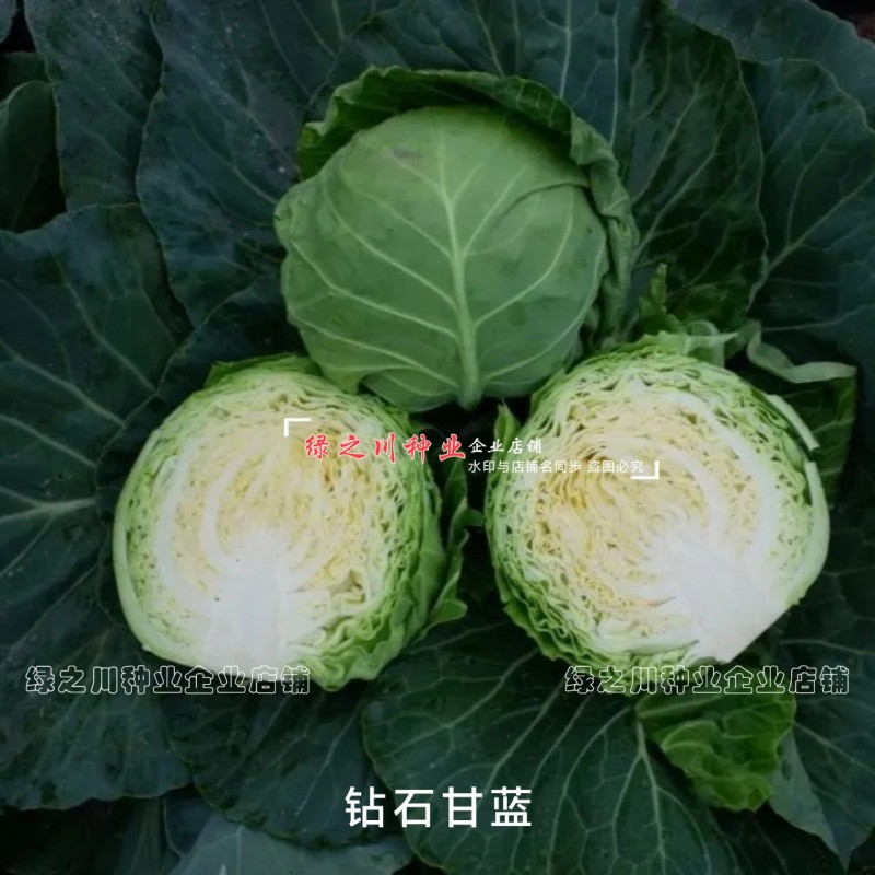 高品质抗病绿球甘蓝种钻石甘蓝种籽黄心圆包菜种子抗裂包心菜