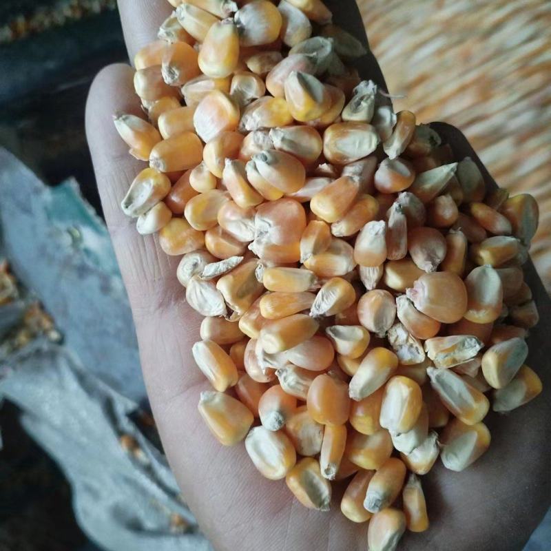 出售南阳地区玉米