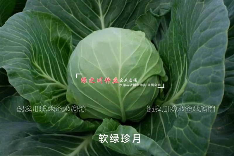 软绿珍月甘蓝菜种子春秋甘蓝种籽绿叶黄心圆包菜种子抗病抗裂