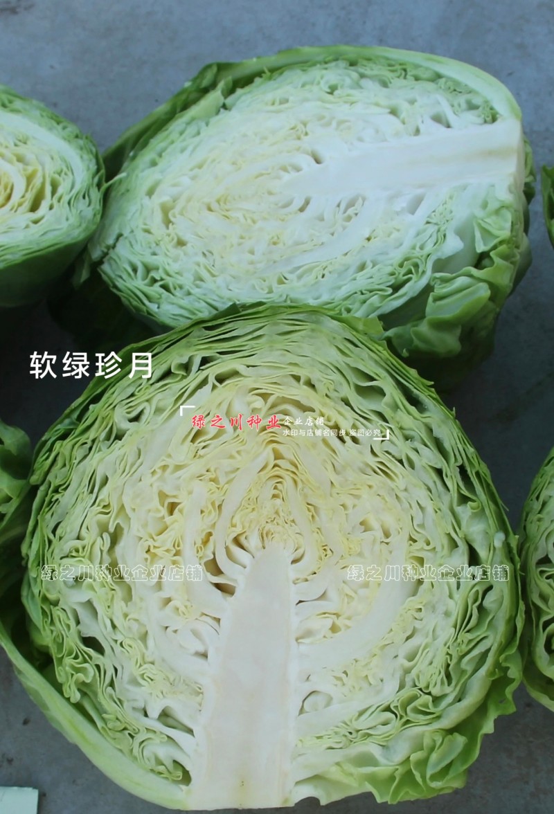 软绿珍月甘蓝菜种子春秋甘蓝种籽绿叶黄心圆包菜种子抗病抗裂