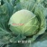 软绿珍月甘蓝菜种子春秋甘蓝种籽绿叶黄心圆包菜种子抗病抗裂