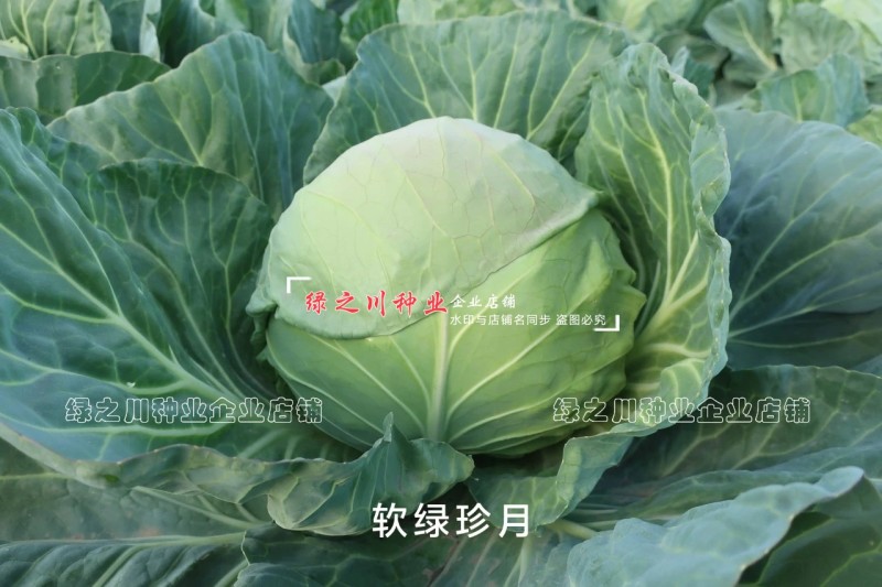 软绿珍月甘蓝菜种子春秋甘蓝种籽绿叶黄心圆包菜种子抗病抗裂