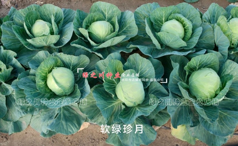 软绿珍月甘蓝菜种子春秋甘蓝种籽绿叶黄心圆包菜种子抗病抗裂