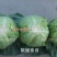 软绿珍月甘蓝菜种子春秋甘蓝种籽绿叶黄心圆包菜种子抗病抗裂