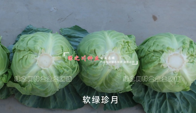 软绿珍月甘蓝菜种子春秋甘蓝种籽绿叶黄心圆包菜种子抗病抗裂