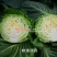 软绿珍月甘蓝菜种子春秋甘蓝种籽绿叶黄心圆包菜种子抗病抗裂