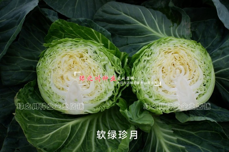 软绿珍月甘蓝菜种子春秋甘蓝种籽绿叶黄心圆包菜种子抗病抗裂