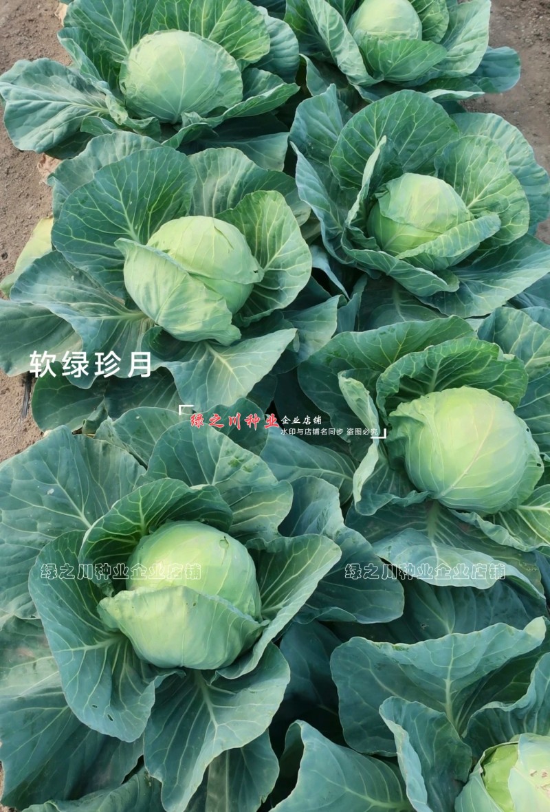 软绿珍月甘蓝菜种子春秋甘蓝种籽绿叶黄心圆包菜种子抗病抗裂