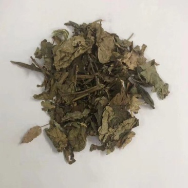 中药材梧桐叶臭梧桐叶
